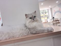-李小姐の猫咖啡馆(五角场店)