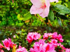 -梧桐山风景名胜区