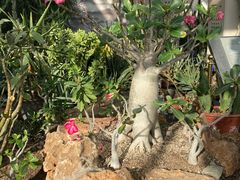 -国家植物园南园