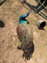 -萌宠亲子动物乐园(槐房万达店)