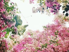 -深圳国际园林花卉博览园