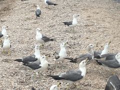 -海驴岛(荣成市)
