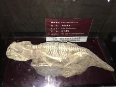 -中国西峡恐龙遗迹园