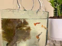 -清平路水族市场