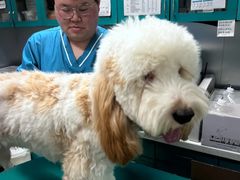 -瑞派申生动物医院·24H夜诊·国际动物医疗中心·骨外科(吴中路店)