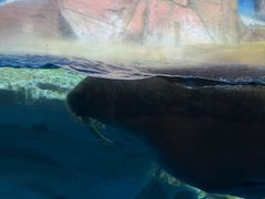 -海合安武汉极地海洋公园