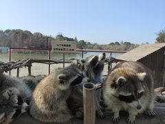-宁波杭州湾国家湿地公园