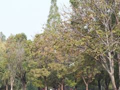 -洛阳市隋唐城遗址植物园