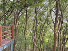 -上海佘山国家森林公园天马山园