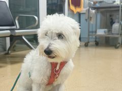 -瑞派·关忠动物医院·猫专科·犬专科(三环新城店)