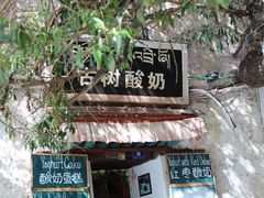 -古树酸奶(八廓南街店)