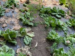 -万源龙顺度假庄园生态观光园