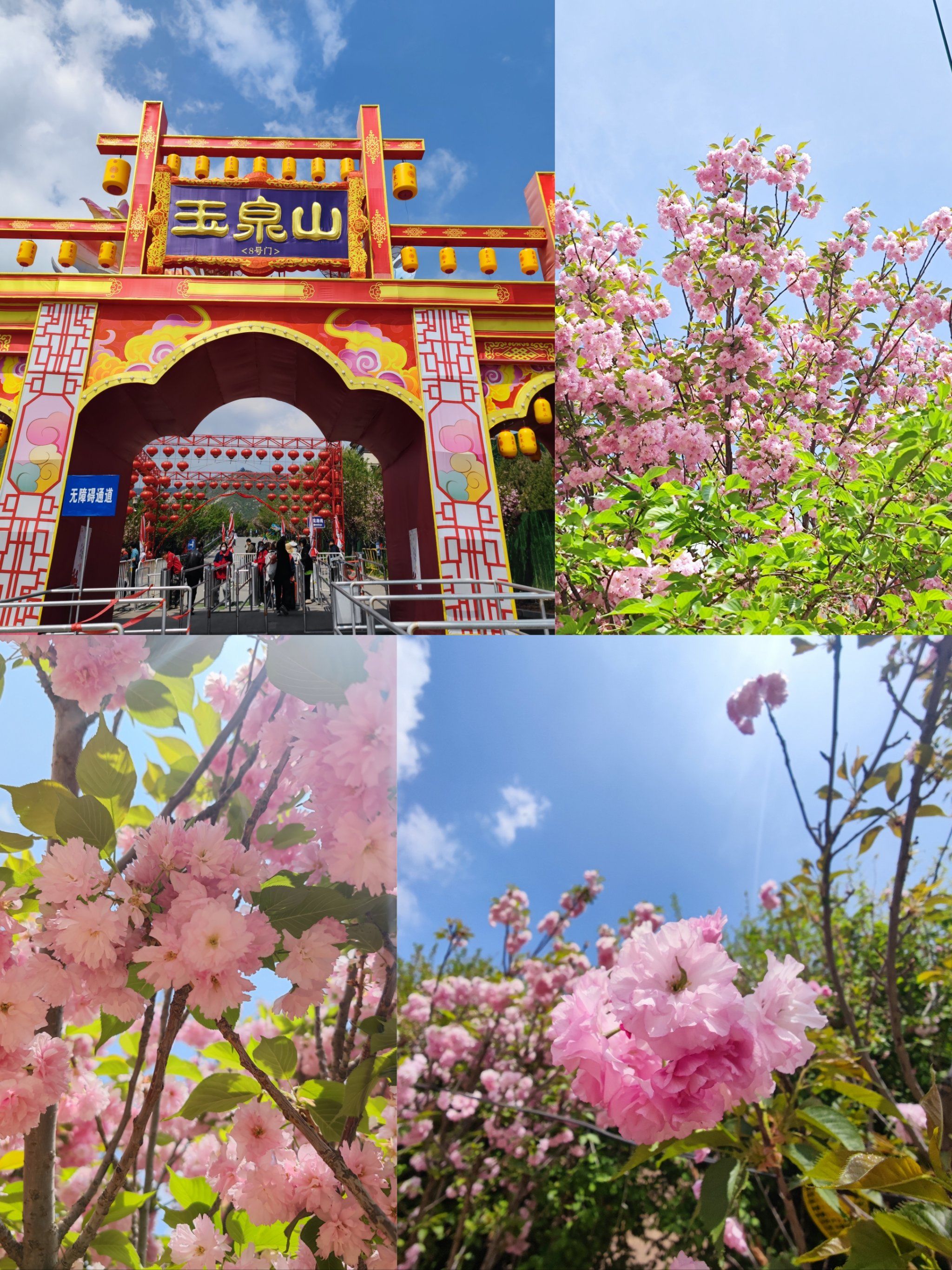 n       本来开开心心的来玉泉山赏樱花,车刚走到离门口30米的地方