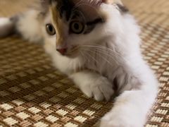 -纳吉亚猫专科动物医院博雅分院