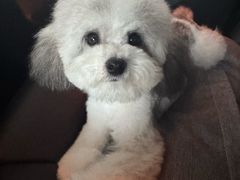 -樱桃家的宠物店(君安花园店)