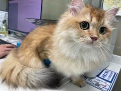 -瑞鹏瑞爱宠物医院·全科·猫科·血液透析中心(龙头寺店)