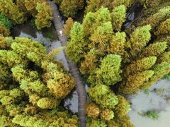 -桤木河湿地公园