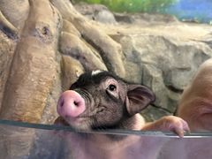 -正佳雨林生态植物园