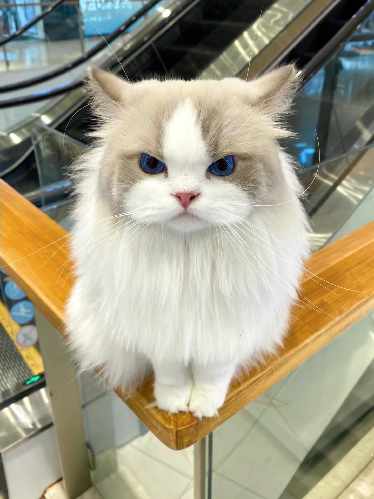 又是被小猫可爱到的一天#我有布偶猫#谁能拒绝傻憨憨的小猫咪#吸猫