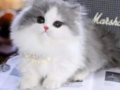 -欣宠猫屋·矮脚拿破仑·蓝金金渐层