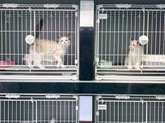 -翊宠yipet猫狗购宠庄园犬舍•猫舍