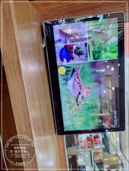 -金太子形象设计