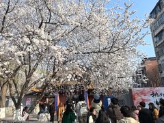 -桃花堤公园
