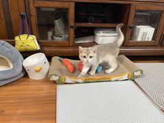 -猫大福·Fortune Cat猫舍(百子湾店)