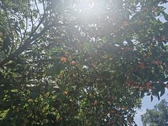 -武侯墓风景区