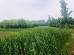 -东郊湿地公园