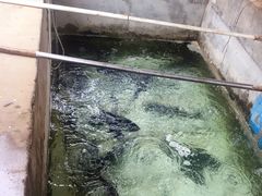 -姥家大锅台水库渔家