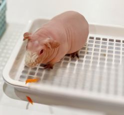 -Moni星球萌宠·小马宝莉·灵蛇·高端高阶全萌宠互动体验俱乐部(红豆国际广场店)