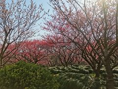 -上海海湾国家森林公园