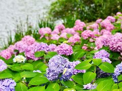 -上海共青森林公园