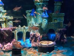 -海合安天津极地海洋公园