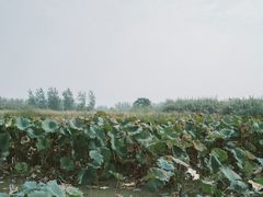 -泗洪洪泽湖湿地景区
