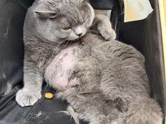 -美联众合爱康动物医院•复杂内科•肿瘤科•牙科•腔镜诊疗中心