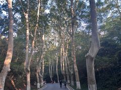 -灵谷景区