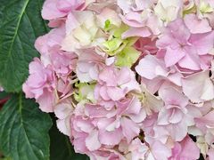 -石家庄市植物园