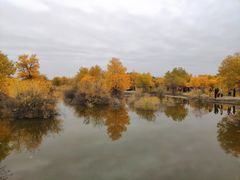 -金塔沙漠胡杨林景区