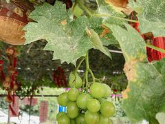 -马陆小张葡萄园农家乐