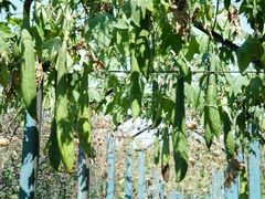 -东方巨龟苑景区