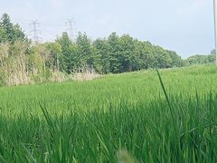 -广富林郊野公园