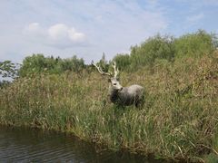 -溱湖国家湿地公园