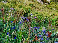 -白草畔自然风景区