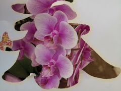 -石家庄市植物园