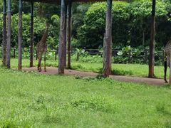 -海南热带野生动植物园
