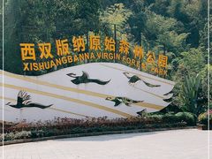 -西双版纳原始森林公园