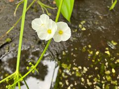 -成都市活水公园