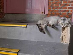 -猫岛主趣味餐厅(鼓浪屿店)